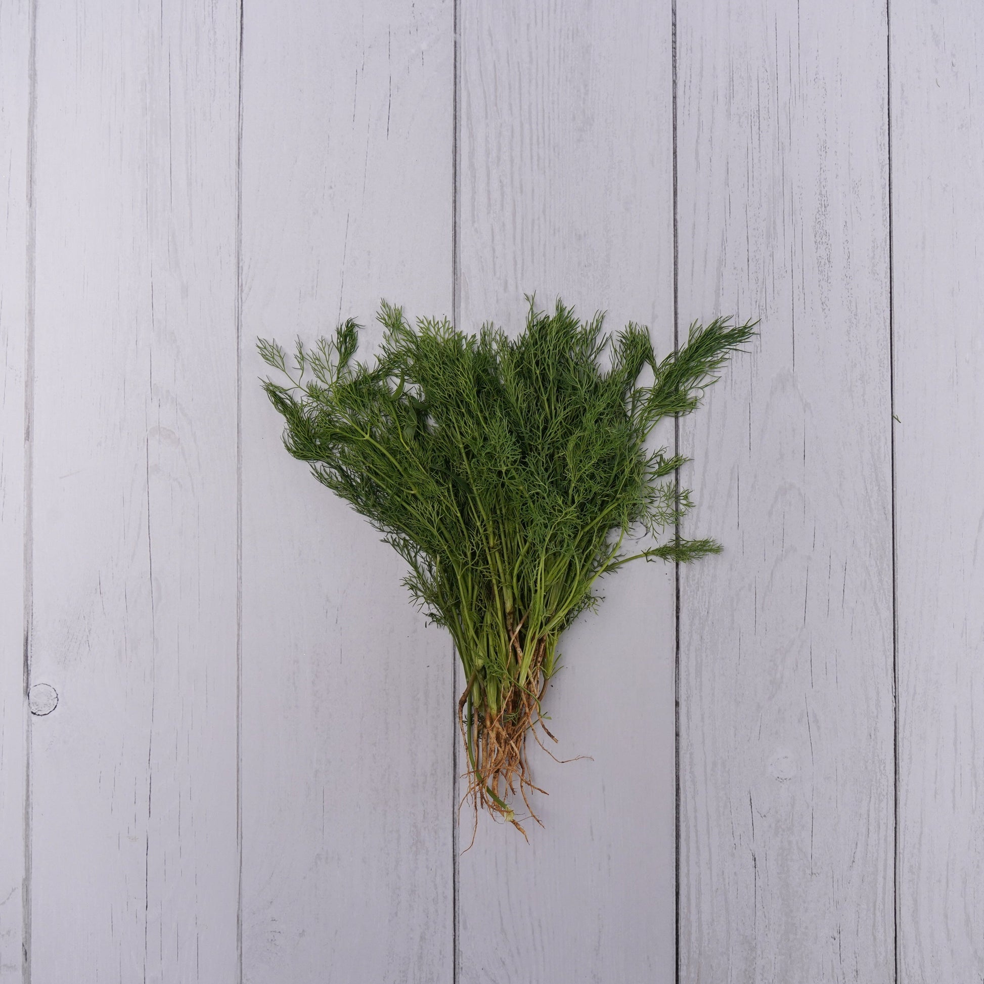 Dil Leaves / Shepu - 1- 100 % Natural & Farm Fresh Leafy Vegetables  