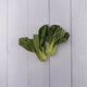 Pak Choi -  100 % Natural & Farm Fresh  Farm Fresh Vegetables  